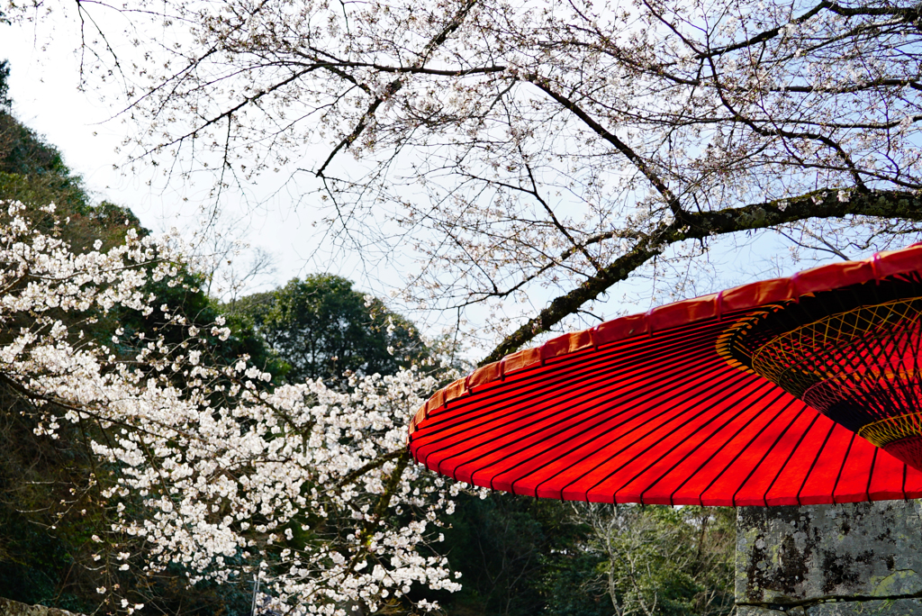 蛇の目と桜