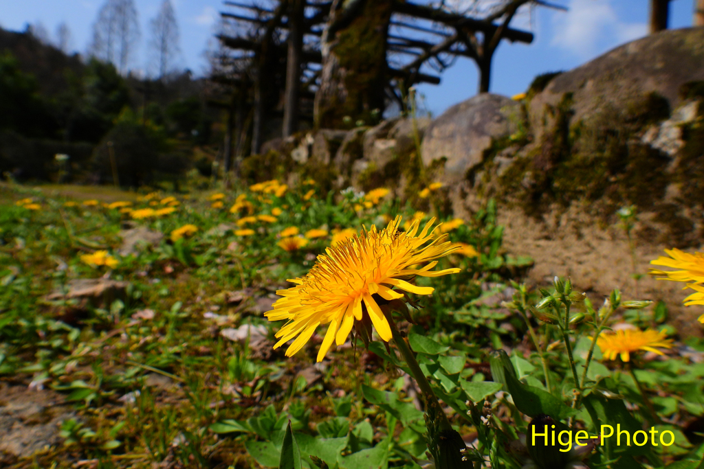 野生の花
