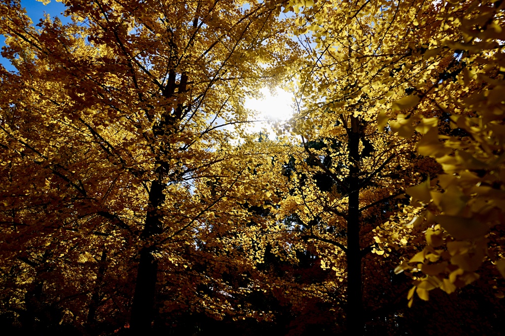日差しの銀杏