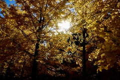日差しの銀杏