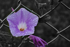 雨ばかりの景色