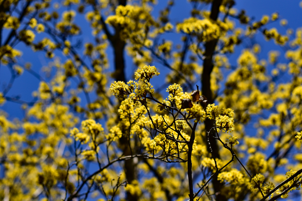 山茱萸の花