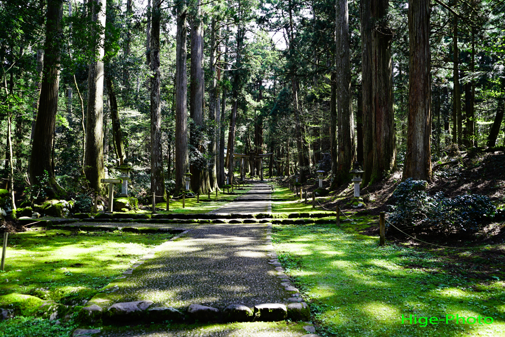 緑の参道