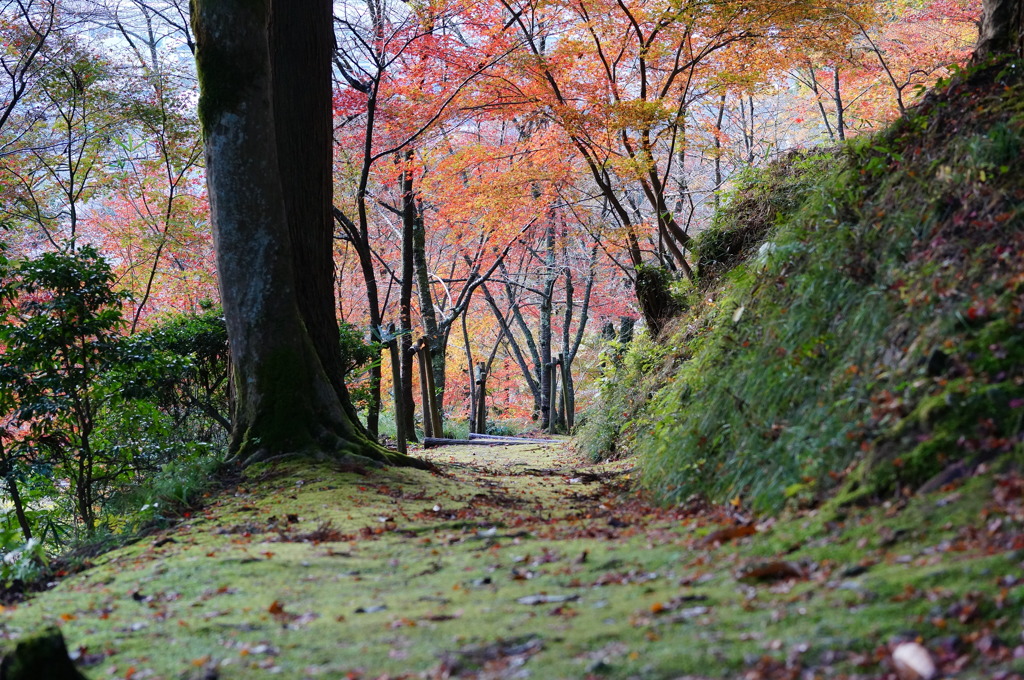 奥の苔道