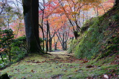 奥の苔道
