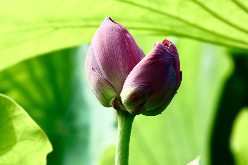 双子の花