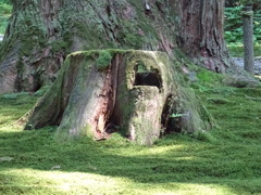 今度は一眼片手に散歩に来よう