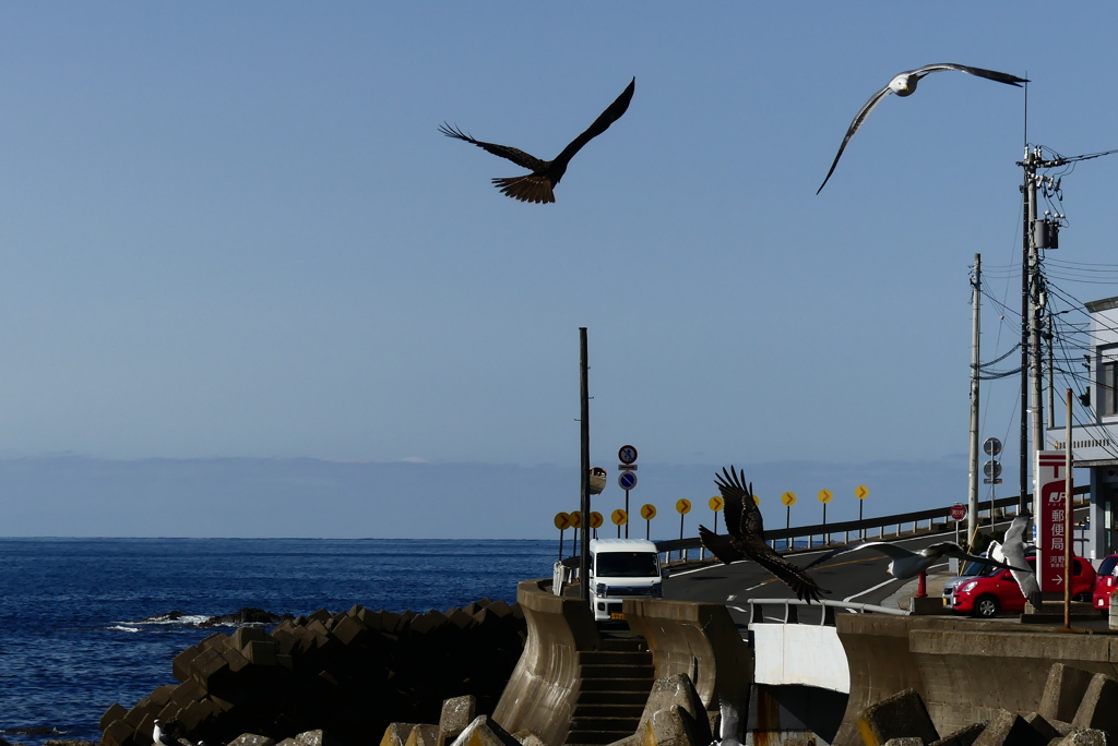 カモメを蹴散らす