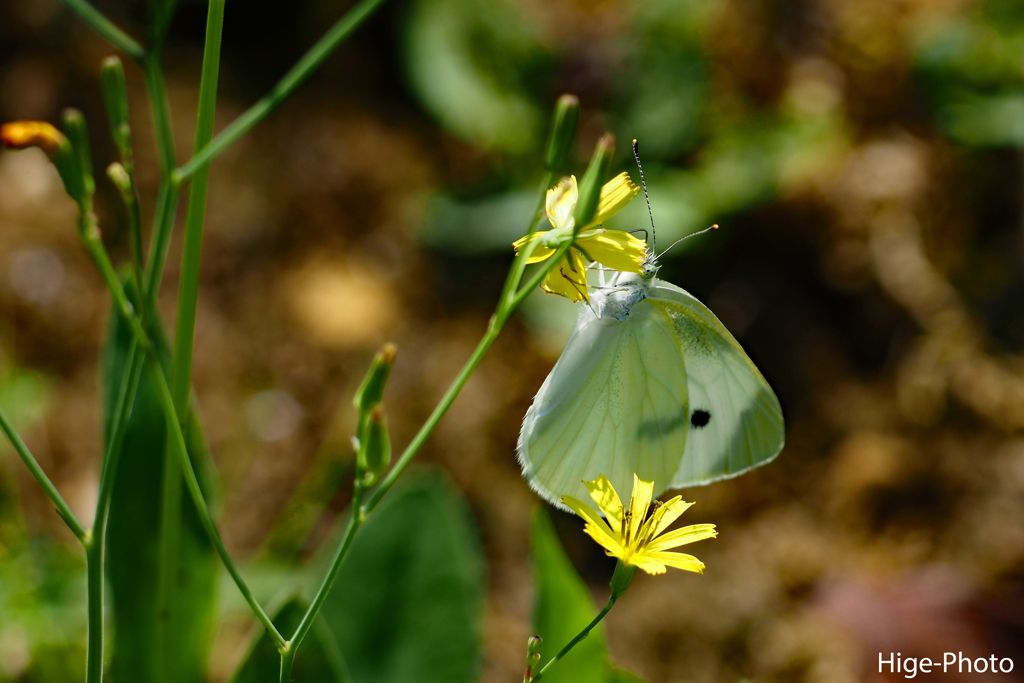 モンシロチョウ