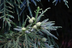 松ぼっくりの始まり