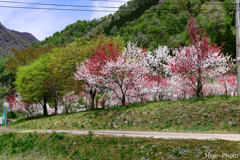 奥越散策2　花桃は花盛り「九頭竜」
