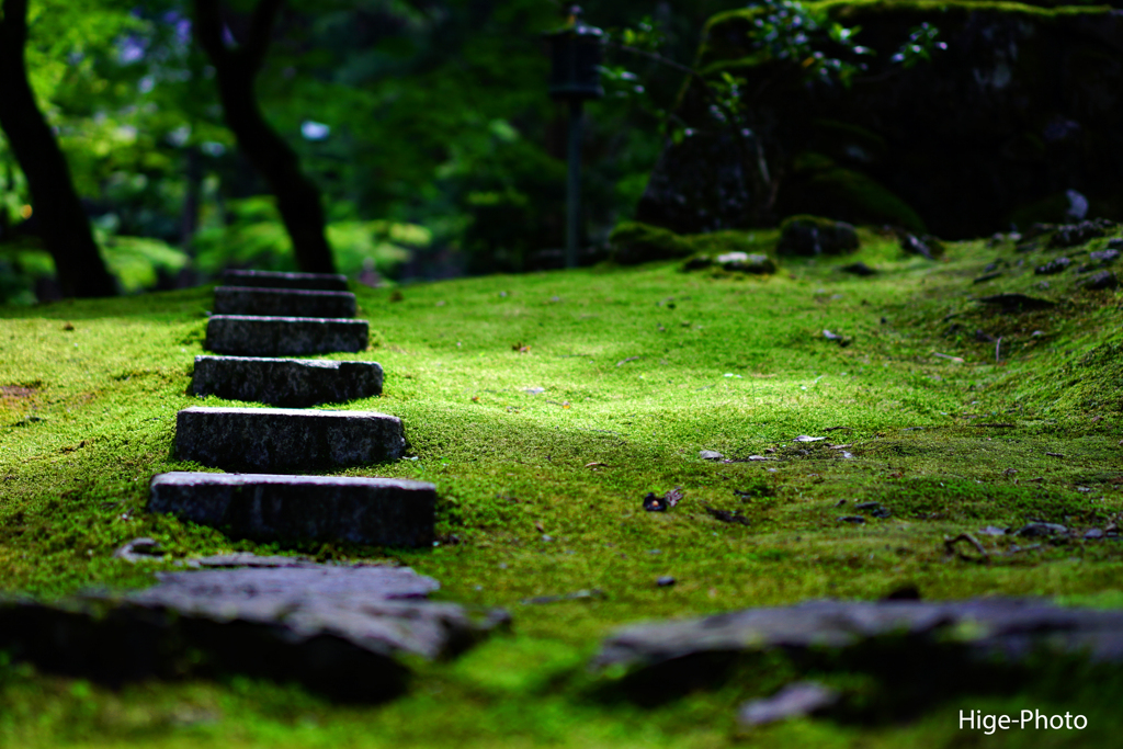 お寺の飛び石