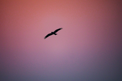 紫の空