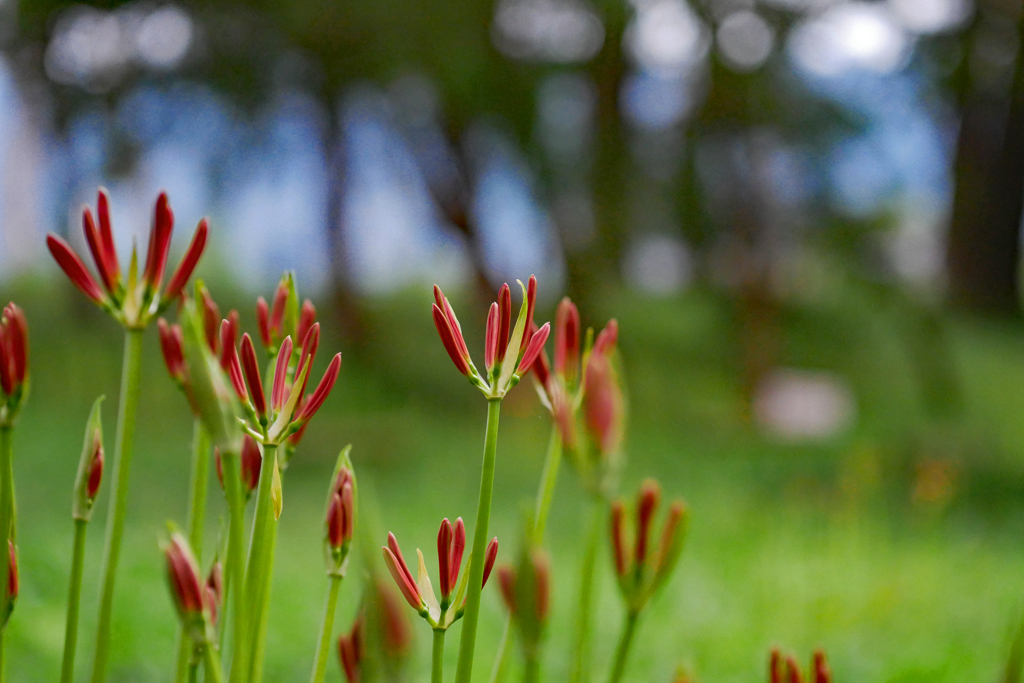続々と咲きます。琵琶湖