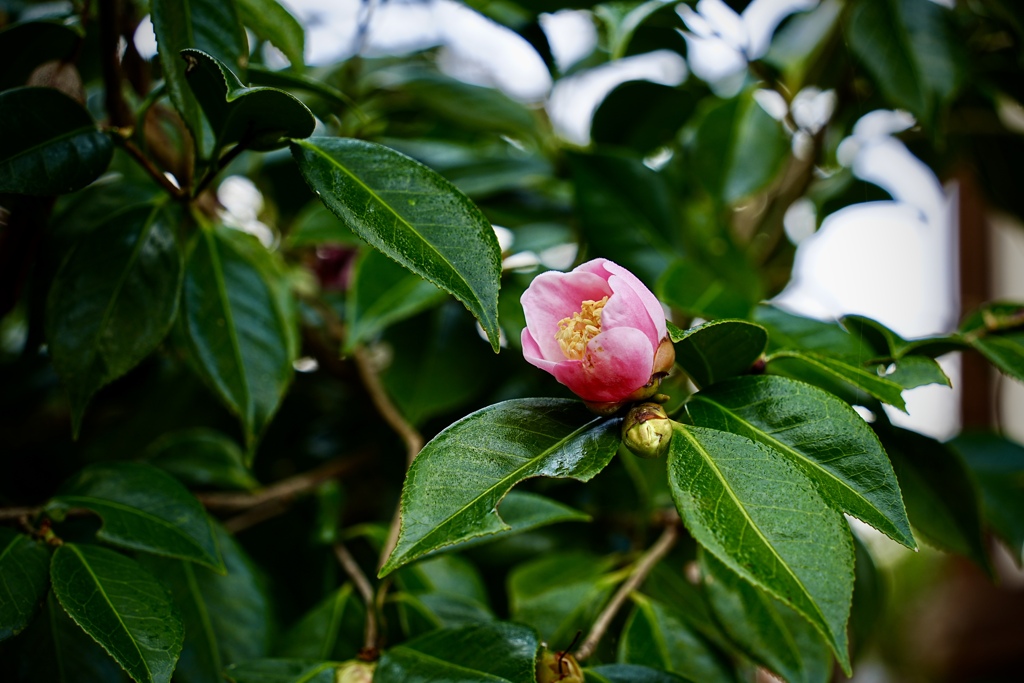 椿一花