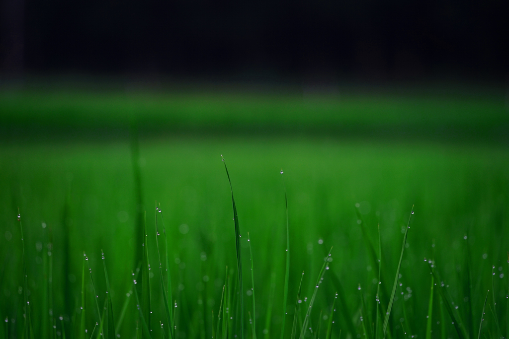 朝露