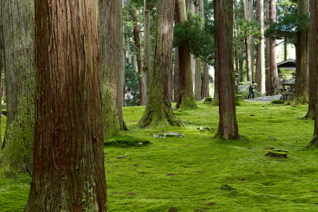緑のじゅうたん