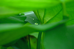 水玉