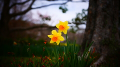 寒の戻り。万博記念公園