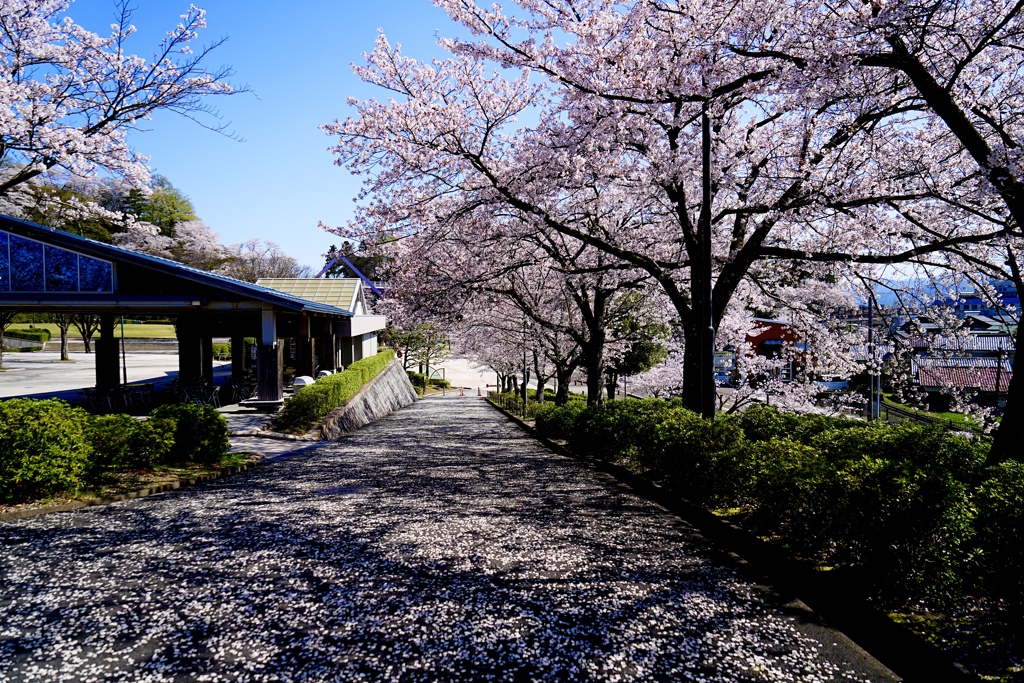 桜坂