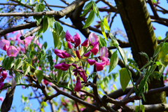 藤の花も来たよ