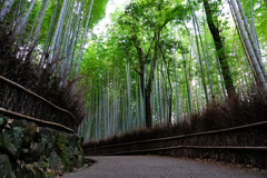 竹林の曲道