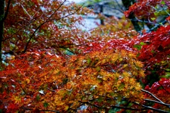 もう落葉、名残惜しい