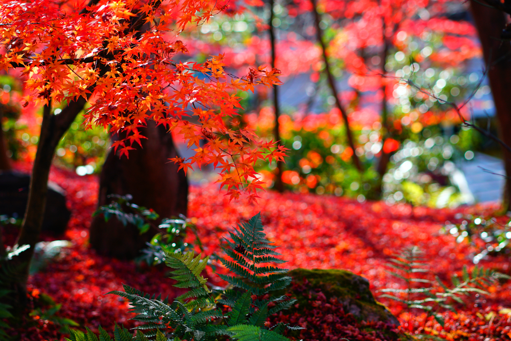 禅林寺の紅葉