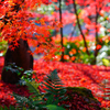 禅林寺の紅葉