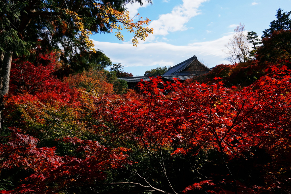 京都さんぽ。東福寺2