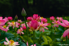 花盛り
