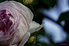 薔薇も見頃