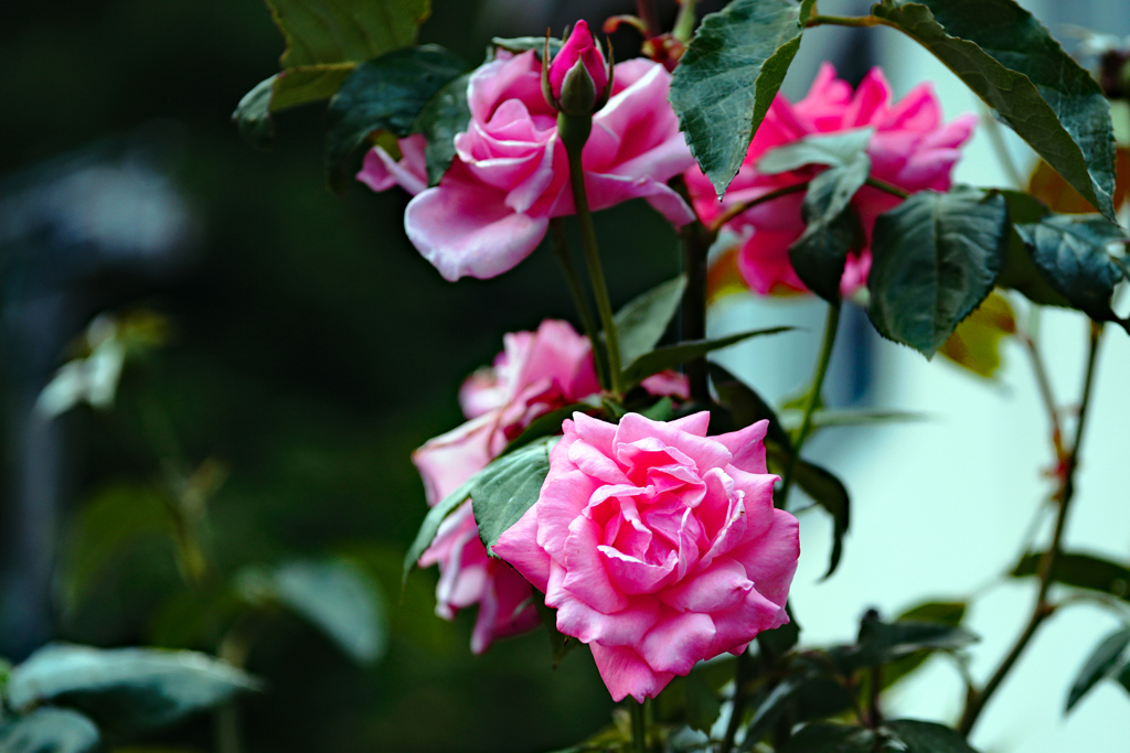 撮り納めかな？