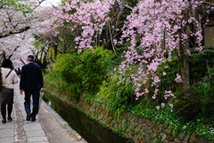 春終盤哲学の道