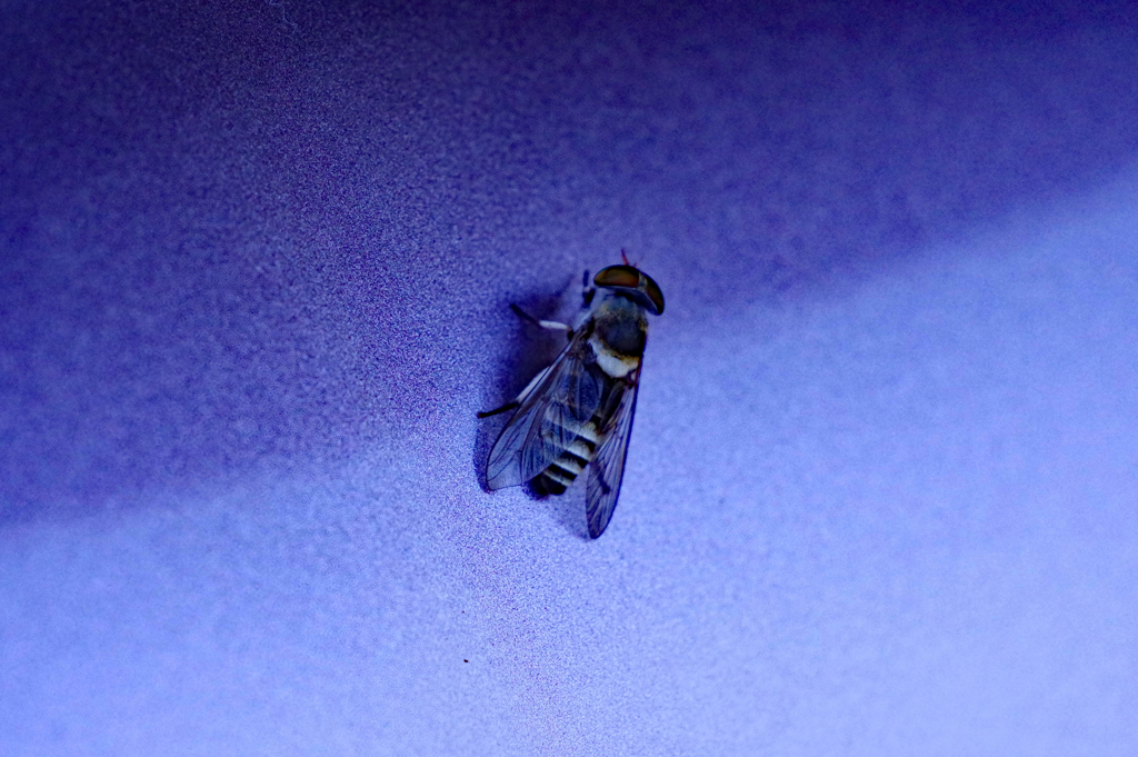 車にとまるはアブ？