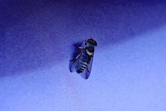 車にとまるはアブ？