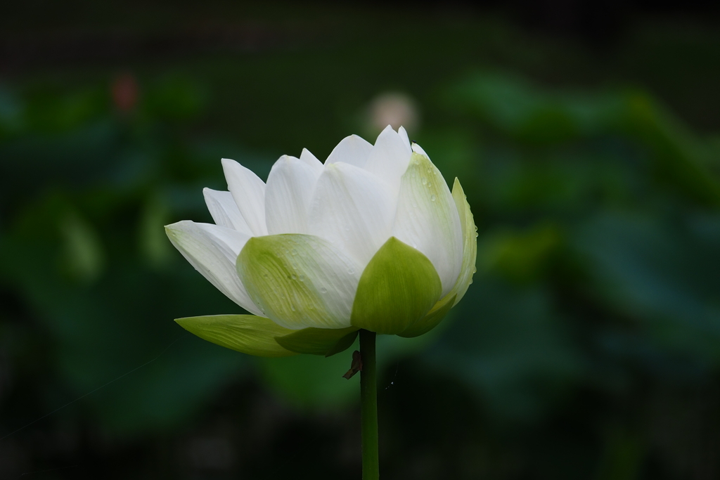 白