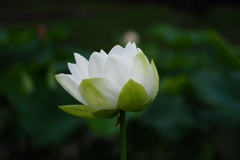白