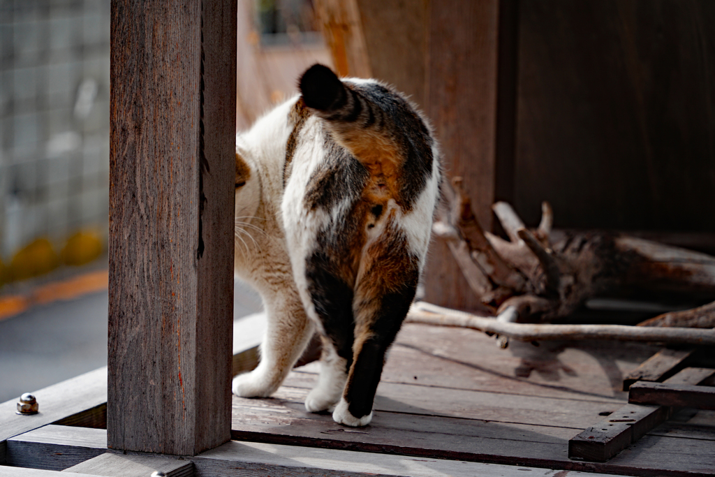 猫のお尻