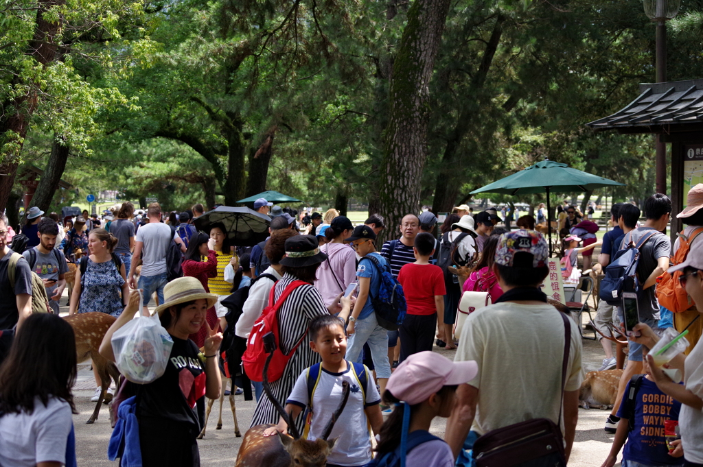 奈良公園は人・人・人…