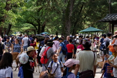 奈良公園は人・人・人…