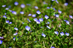 土手の花