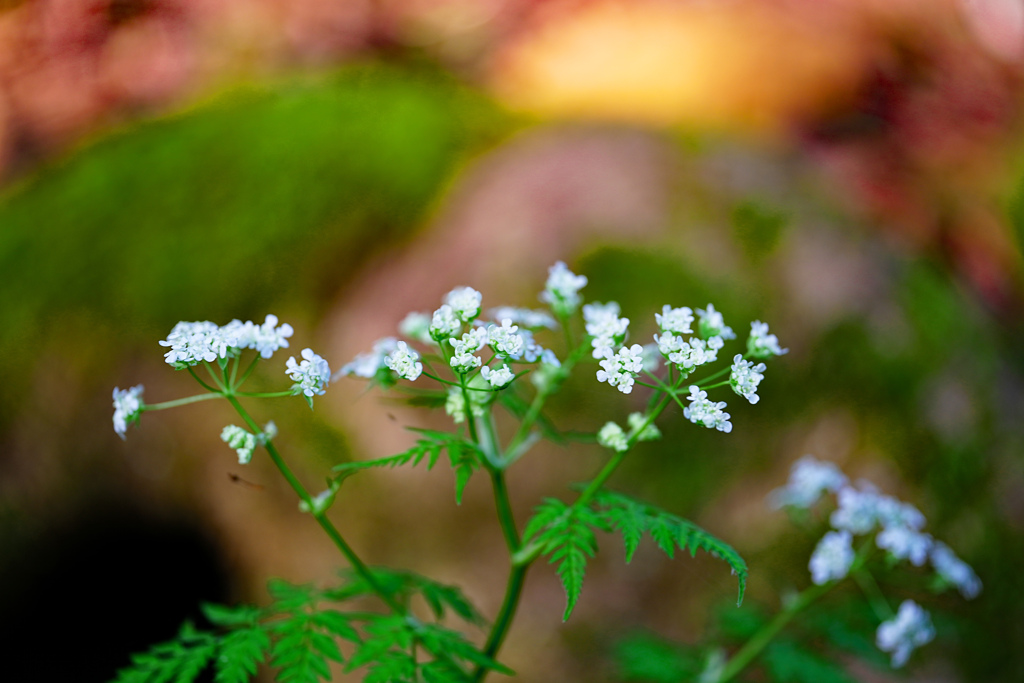 水辺の花