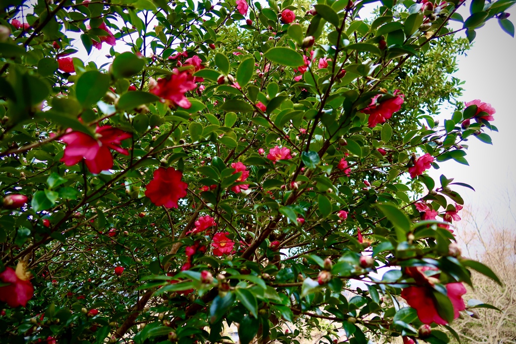 花が沢山