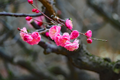 枝っぷり・花っぷり