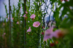 道端の朝顔たち 道端の朝顔たち