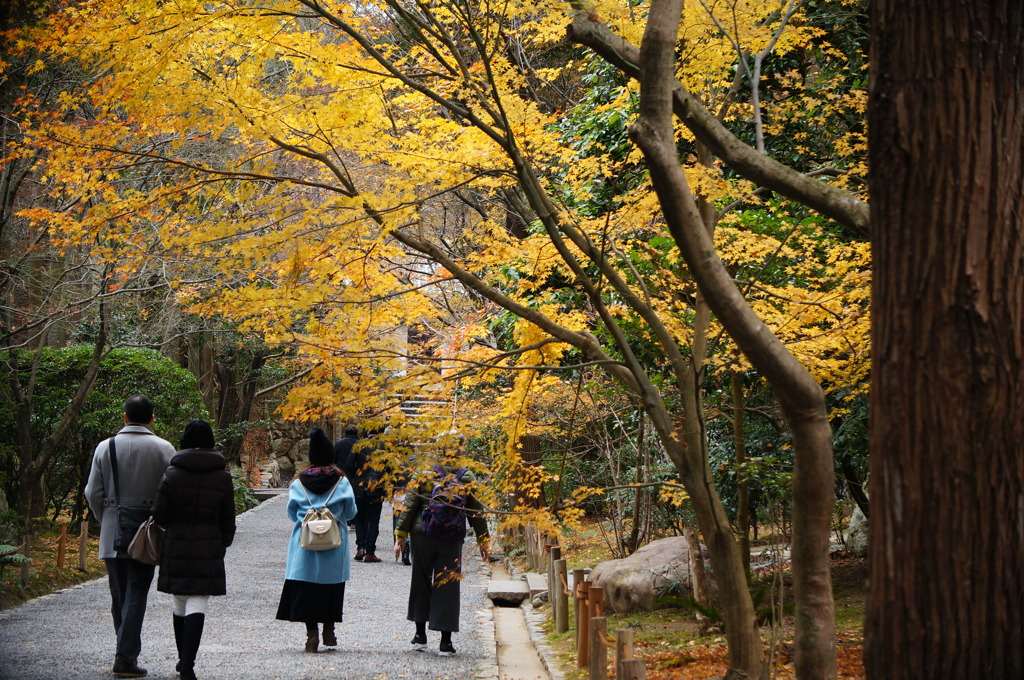 散策。京都・龍安寺