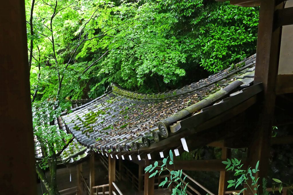 青葉の禅林寺