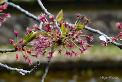 みごとに葉桜