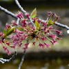 みごとに葉桜